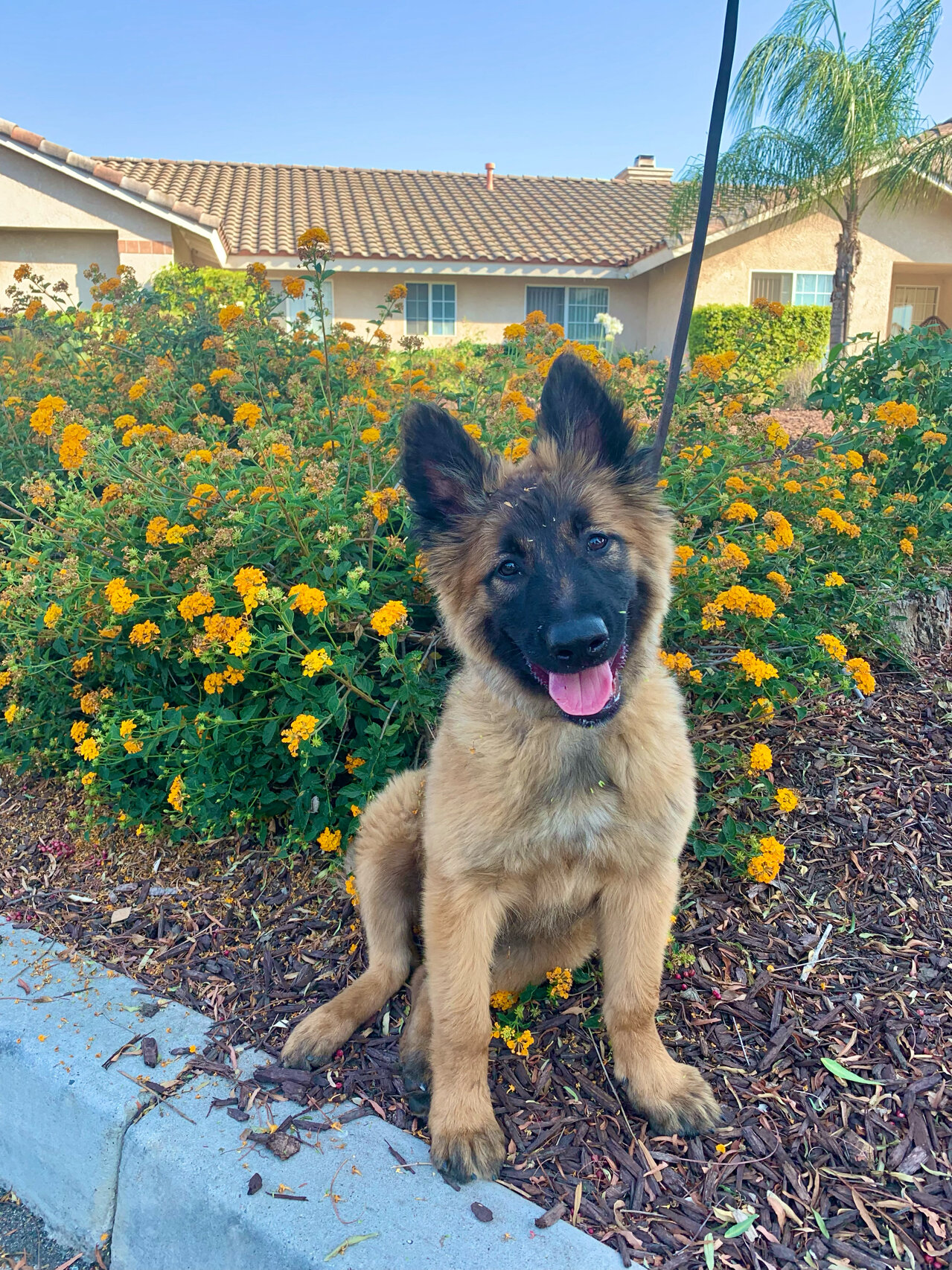 长毛马犬!我家小狗很可爱! 12周的小宝宝,比利时坦比连犬!