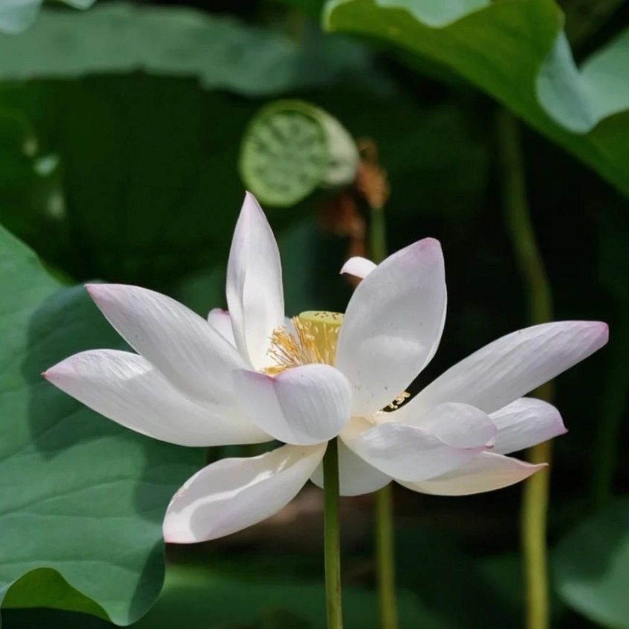 白莲花头像 好久没更新荷花头像了,图片也存相册好久了,不知道是在