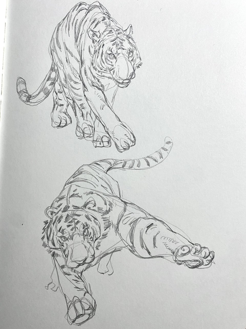 动物速写老虎 9015:樱花0.