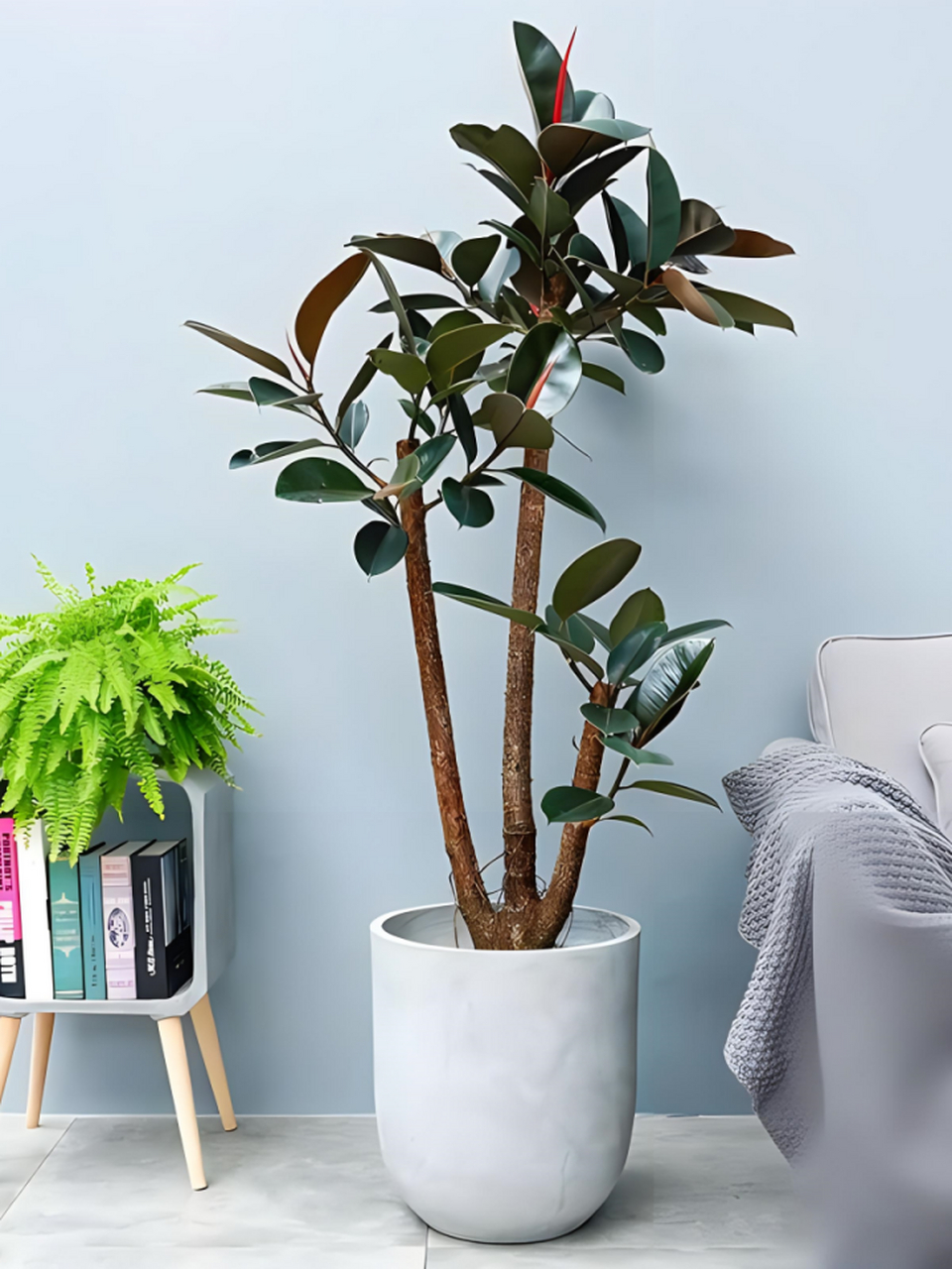 橡胶树生长迅速,适应力强,是热带地区的绿色宝藏.其存在不仅丰