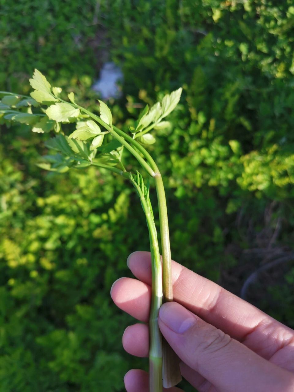 百度了野芹菜,很像.