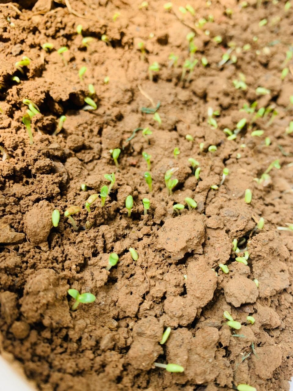 家种油麦菜—生长记 第三天就钻出了土壤形成了小苗
