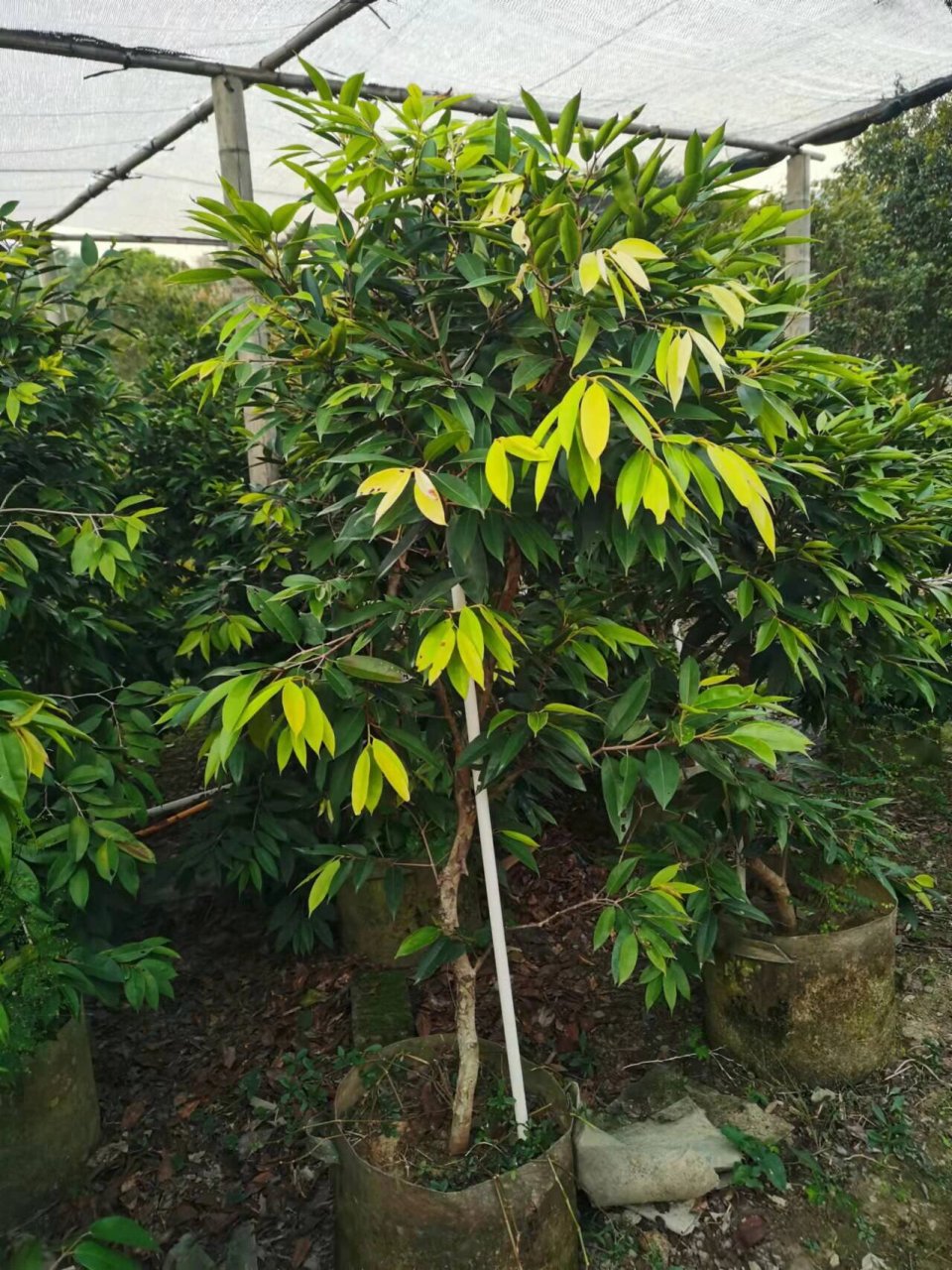 肯布卡嘉宝果,头径2～3公分,高度1.5～1.