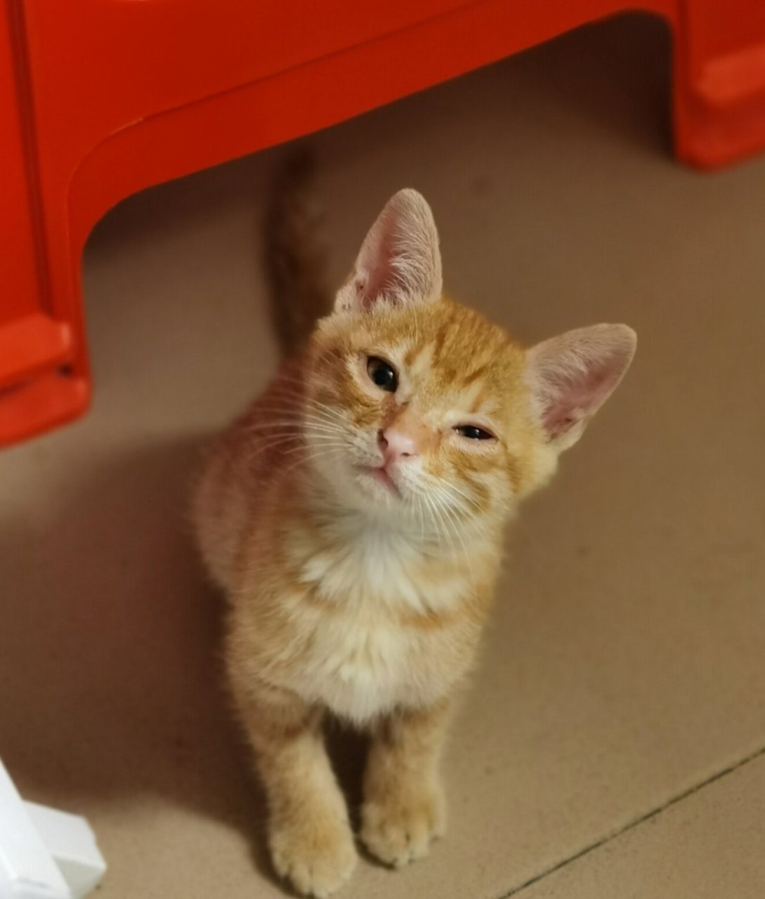 橘猫的质变,脸是真的尖 第1张是两个多月 2345是近期 脸越来越尖了