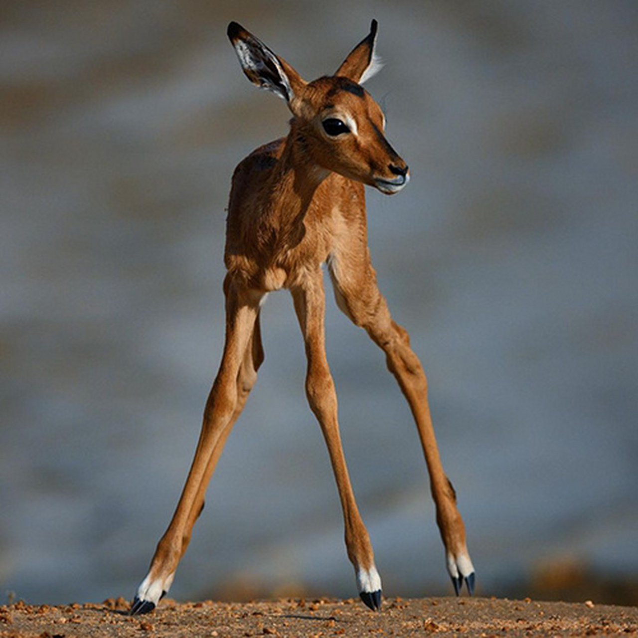 动物奇趣# #摄影#   (via.ins.ladzinski)