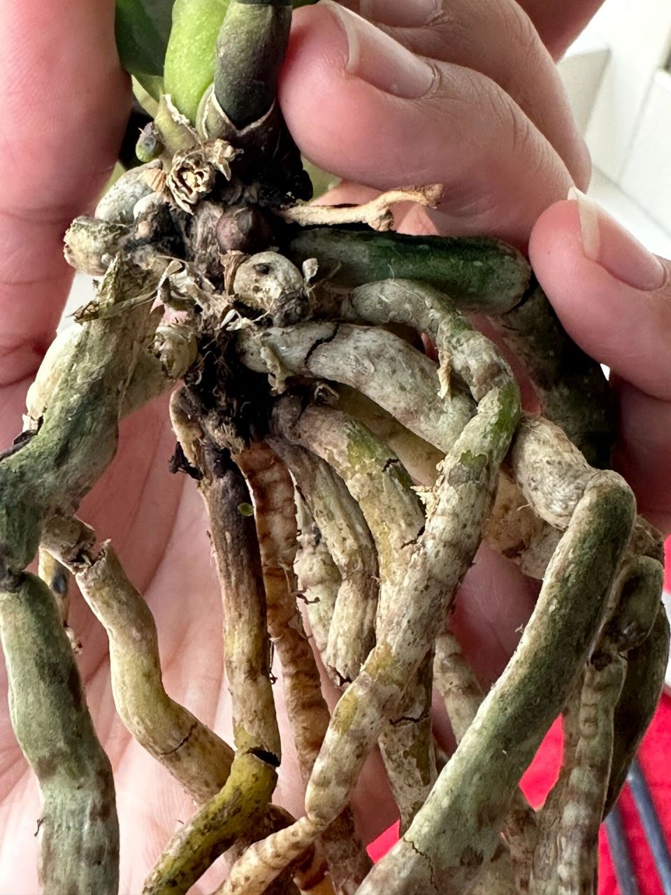 蝴蝶兰剪根,黑色部分需要剪吗 第一次养水浇多烂根了,画圈的部分需要