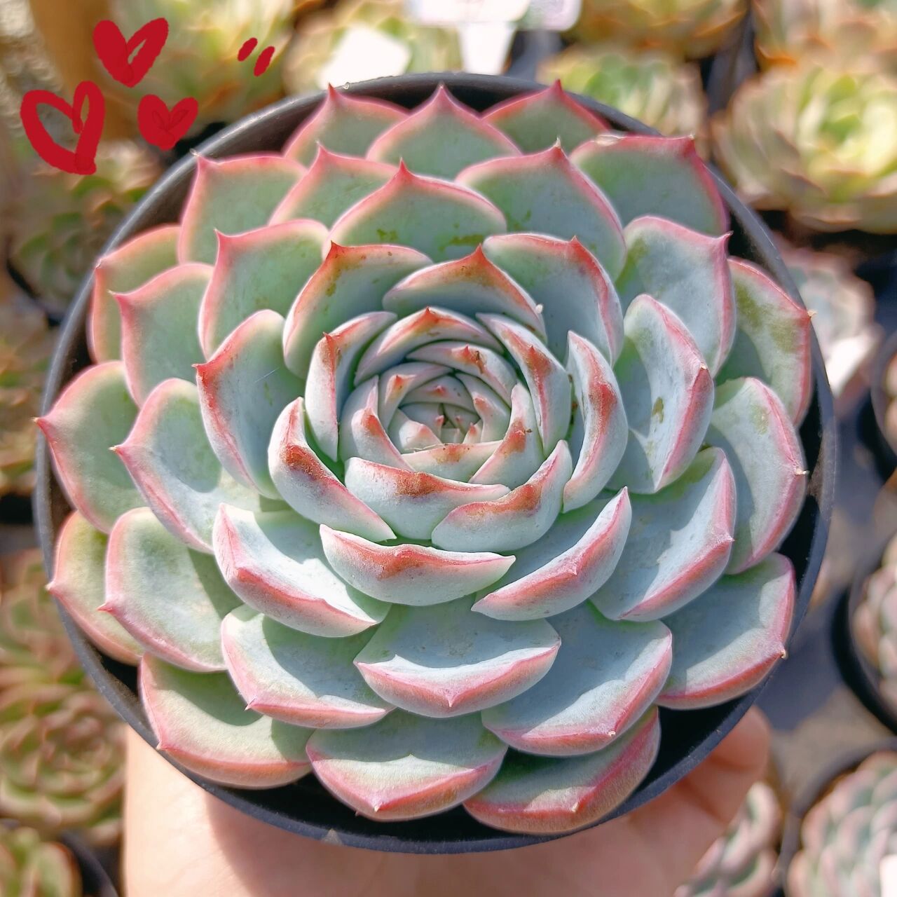 侧影 侧影是景天科拟石莲属的多肉植物91,为月影系多肉品种之一,其