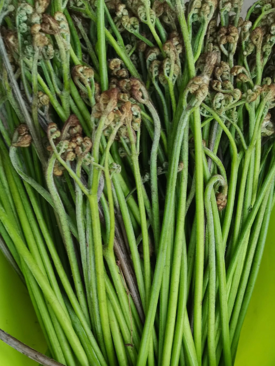 水蕨菜旱蕨菜,是春天里的美味05 春天万物复苏,各种好吃的野菜也