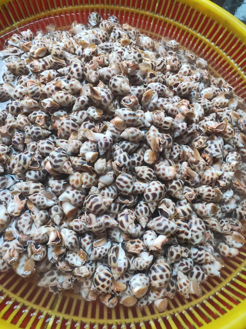 今日花螺16元一斤!
