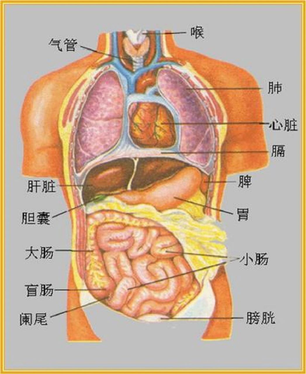 人体内脏位置图示图片