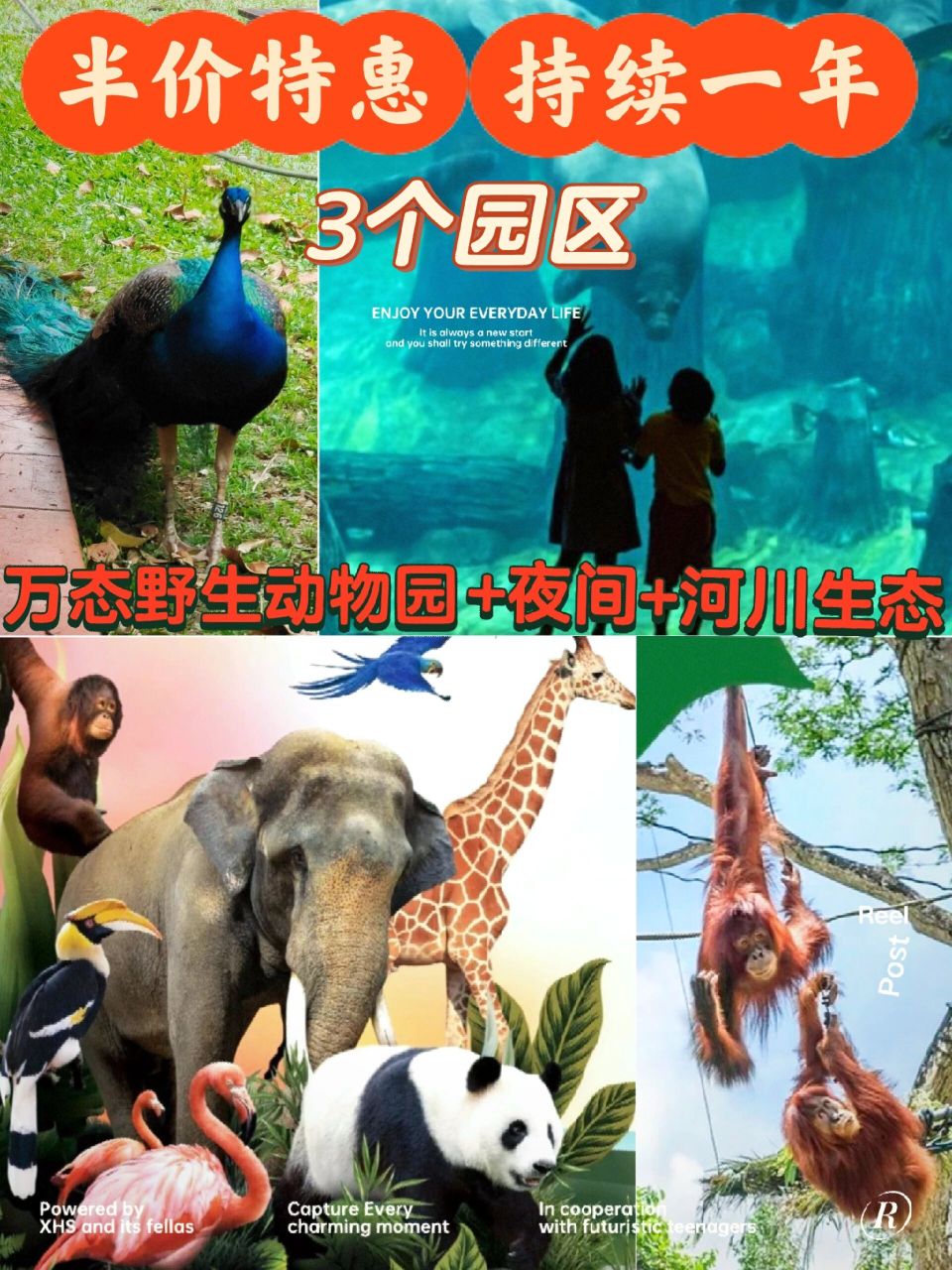新加坡动物园门票优惠!夜间动物园河川生态 持续一年!3个园区!