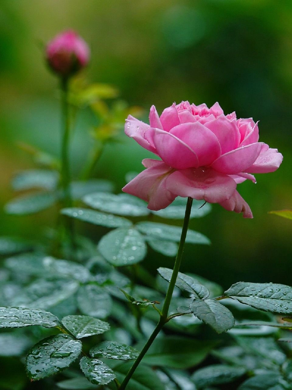 雨天的月季花 远看像那水中红莲 近赏雨中花朵妙曼 连续的下雨天对花