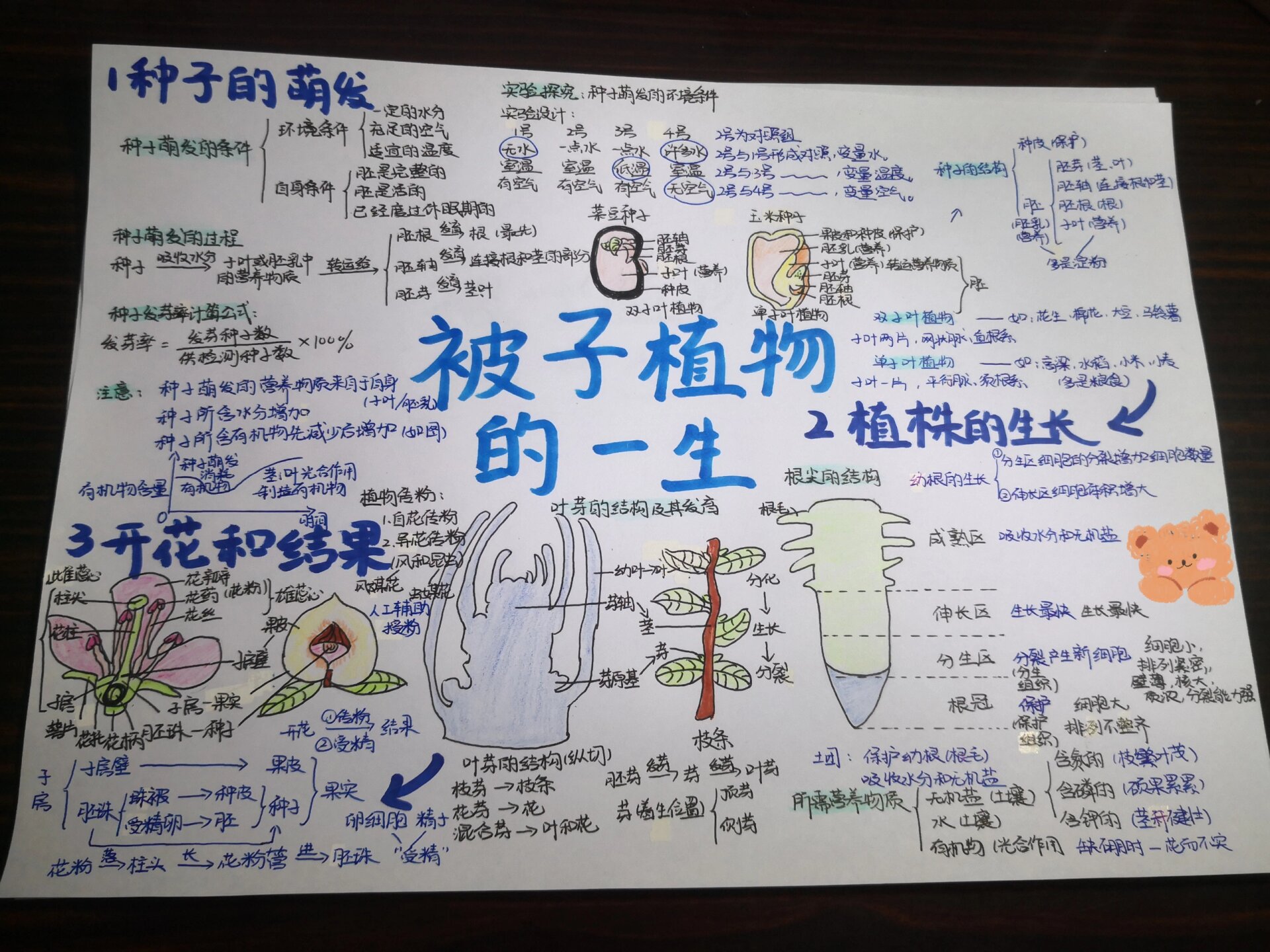 植株的生长的思维导图图片