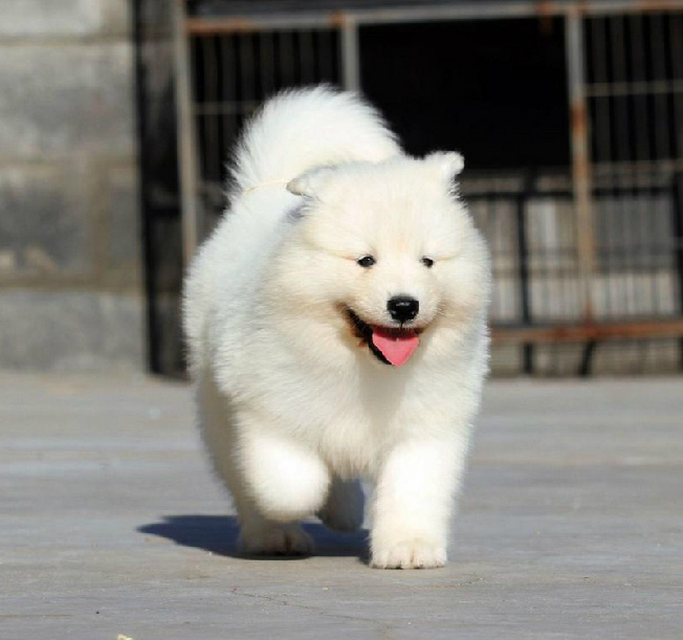 这样的狗子你真的不想领养一只吗,看到它萌萌的样子你真的不心动吗