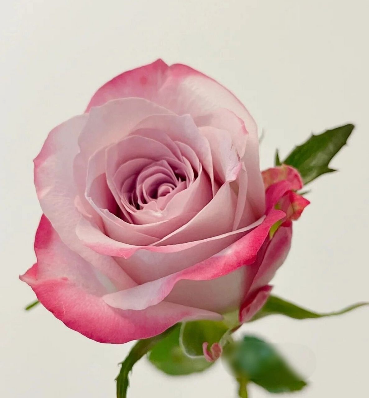 识花系列‖9款紫色系单头玫瑰(之二)    紫皇后 花型端庄繁复,花杆短