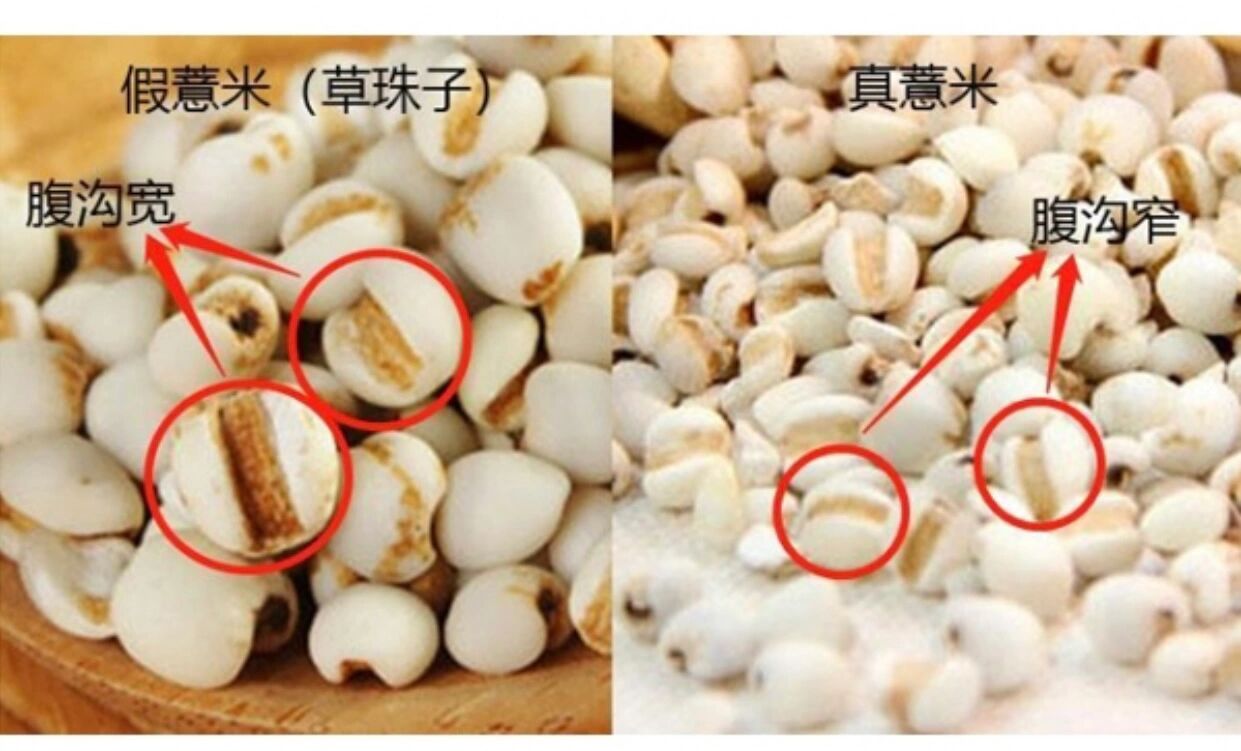 真假薏米仁,很多人分辨不出 真假薏米的区别要点 1,看大小:草珠子大而