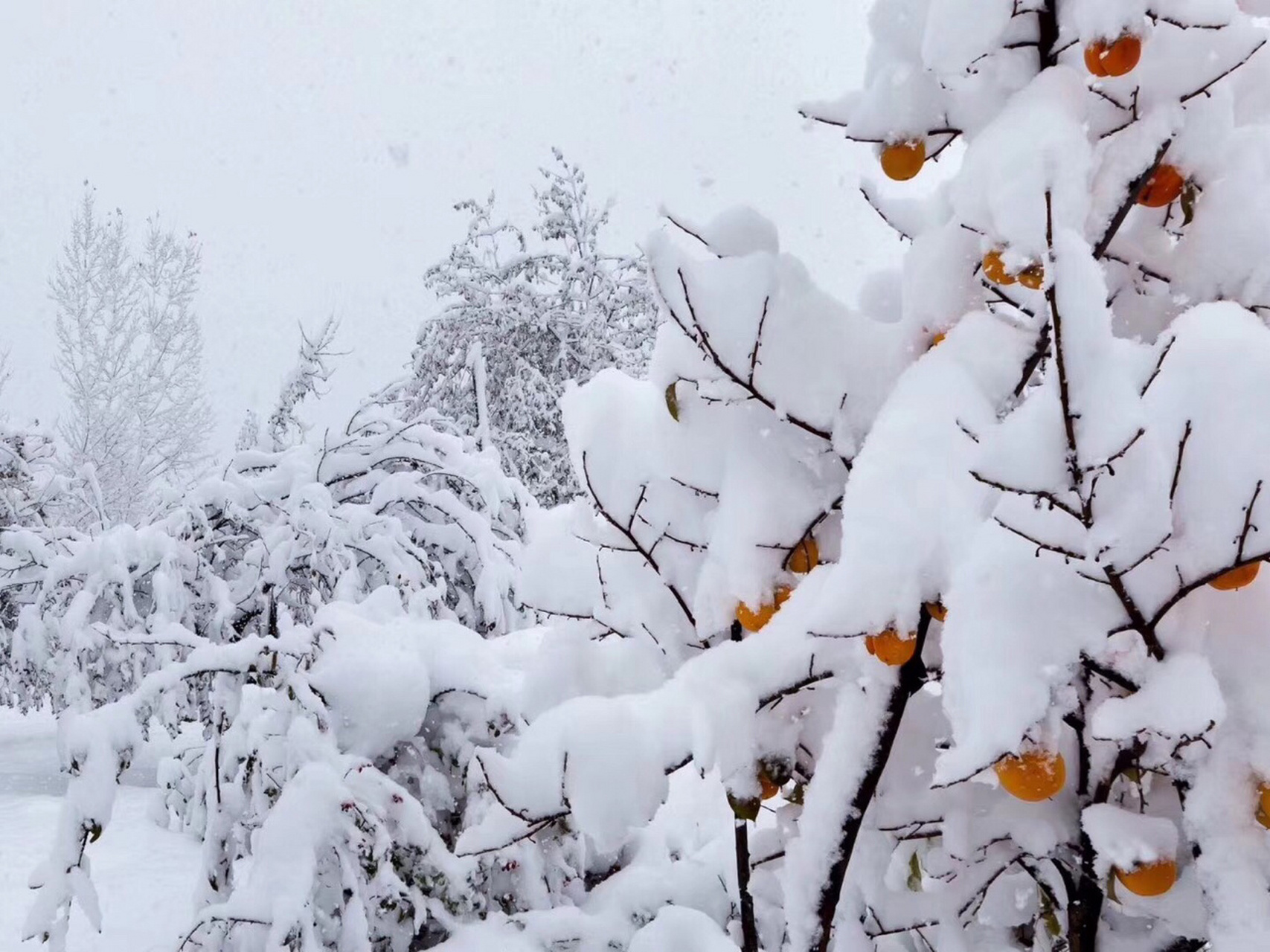 威海雪图片