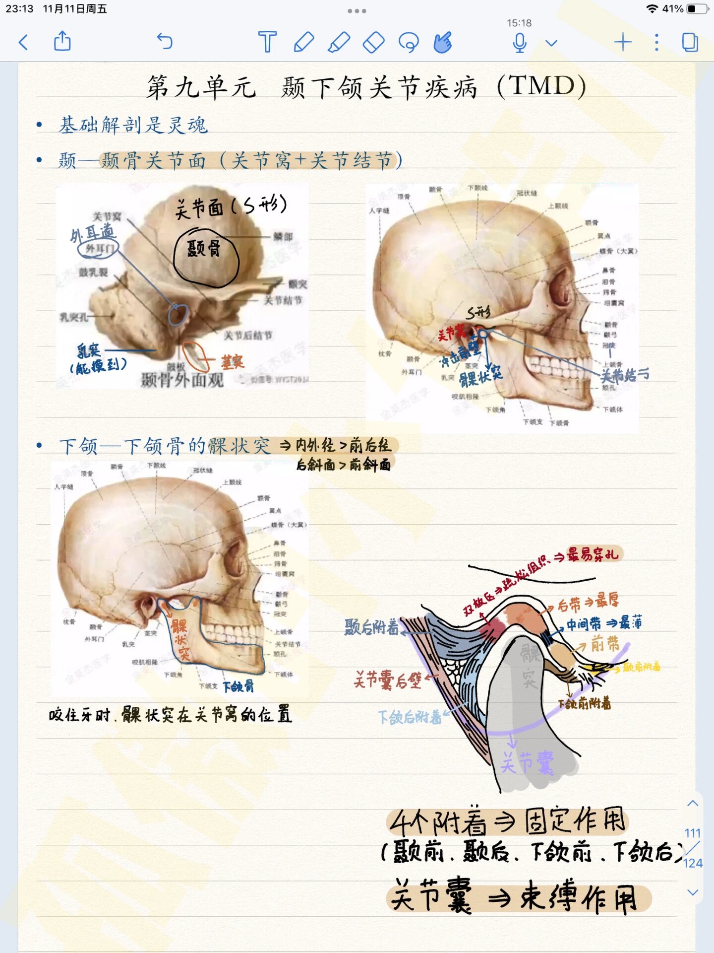 舌下腺解剖图谱图片