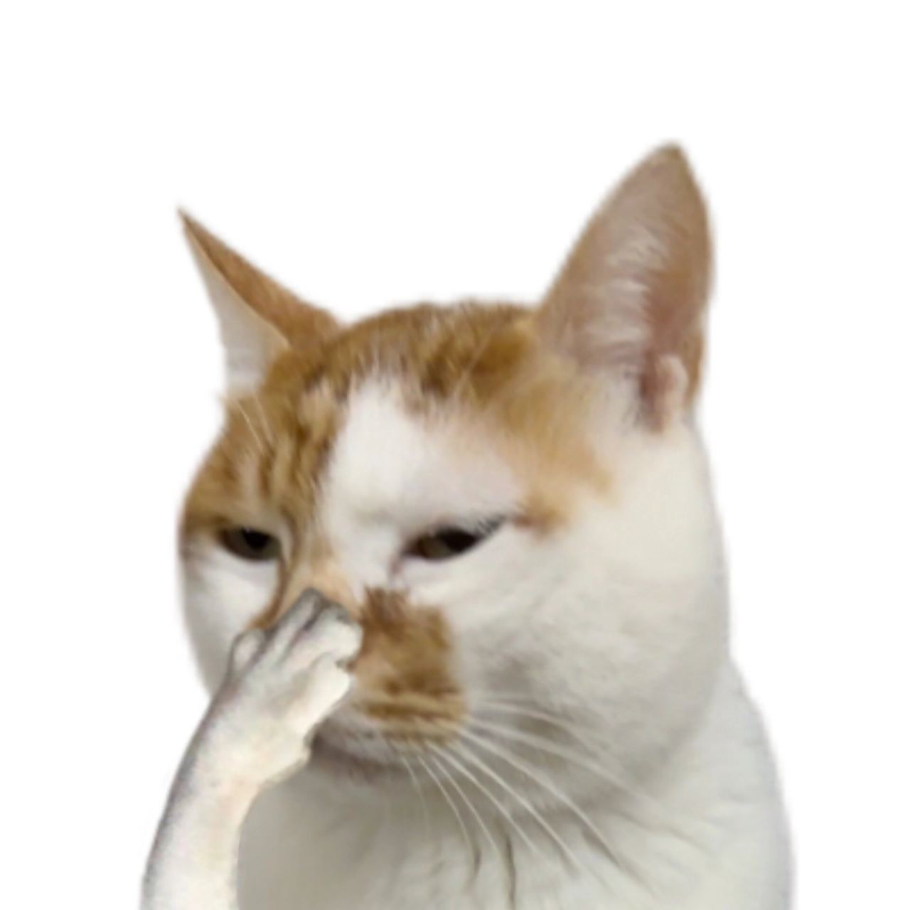 很好用的小臭猫表情包,宣!