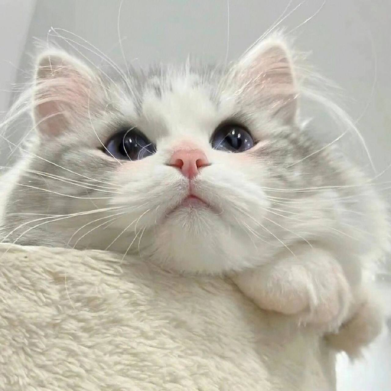 超级可爱的猫咪宠物头像|女生微信头像 #微信头像##头像##头像分享