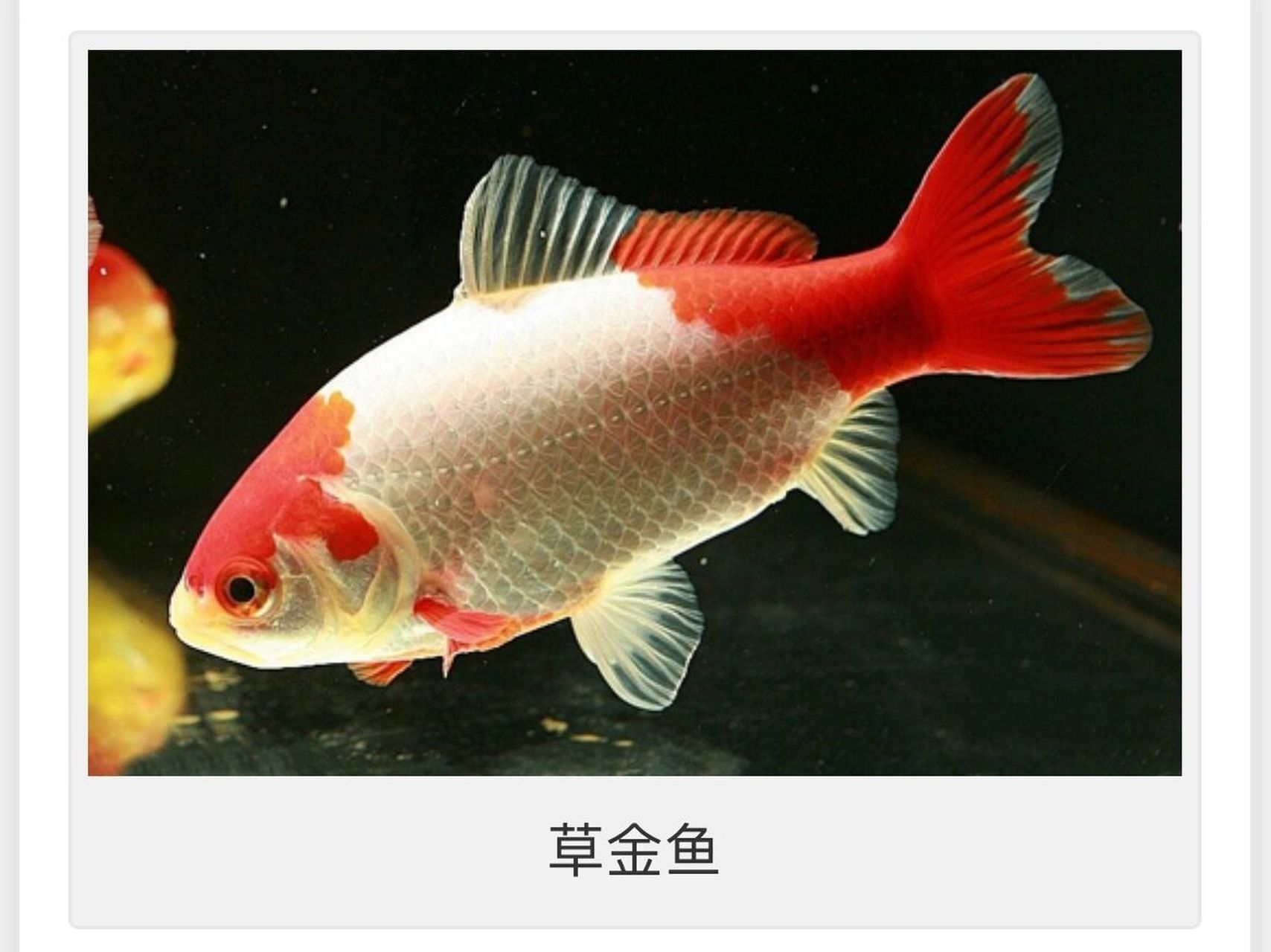 金鱼的种类划分以及品种(第一篇)       中华金鱼早已有划分其种类.