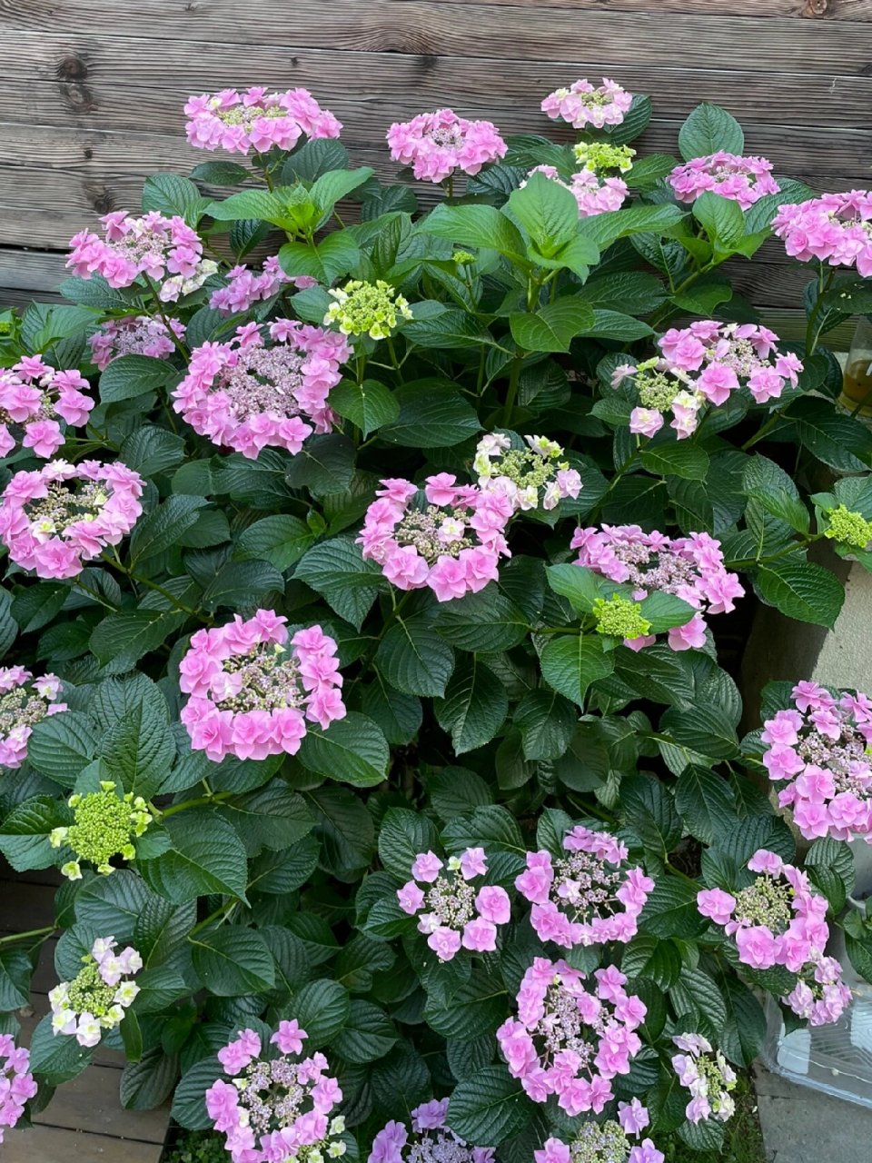 头花绣球完全可以种成一棵树 邻居两年前送的,直接种门口了,当时还不