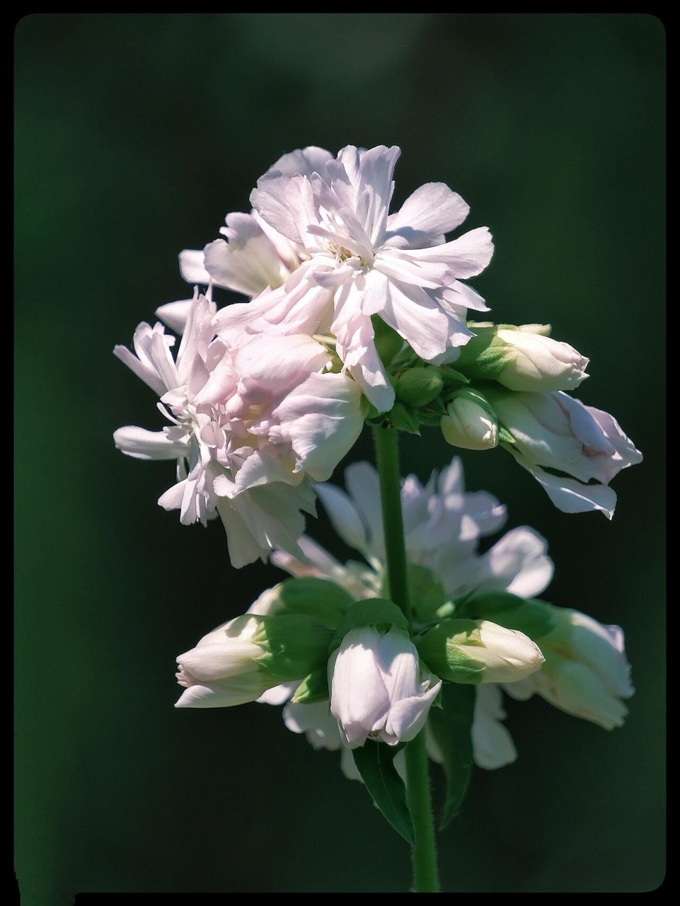 肥皂草 石碱花 肥皂草又名"石碱花",为石竹科肥皂草属宿根草本植物