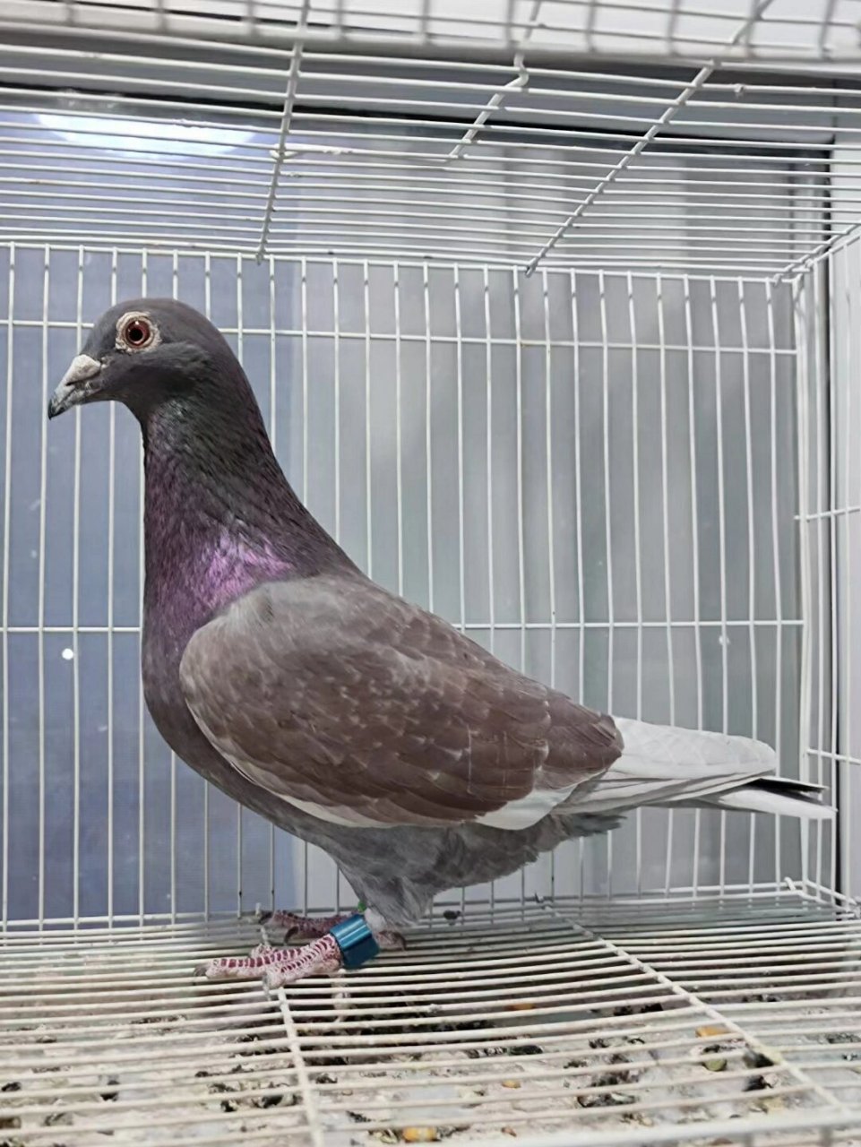 红绛西翁信鸽赛鸽素材 #赛鸽# #信鸽# #赣南赛鸽