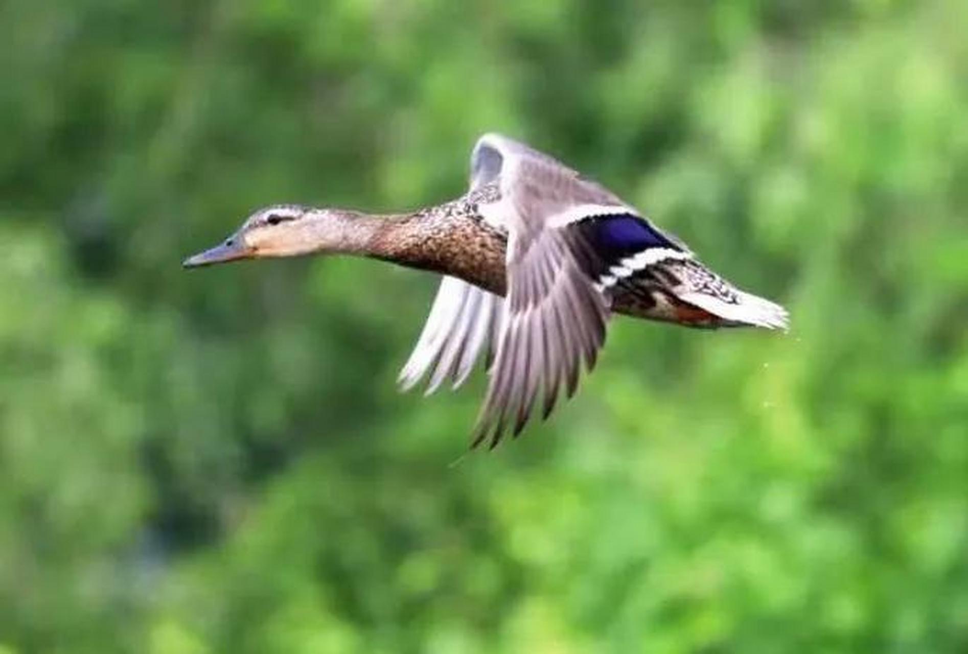 《野鸭子飞起来了》  拍摄者:张伟  北安市电业局摄影爱好者