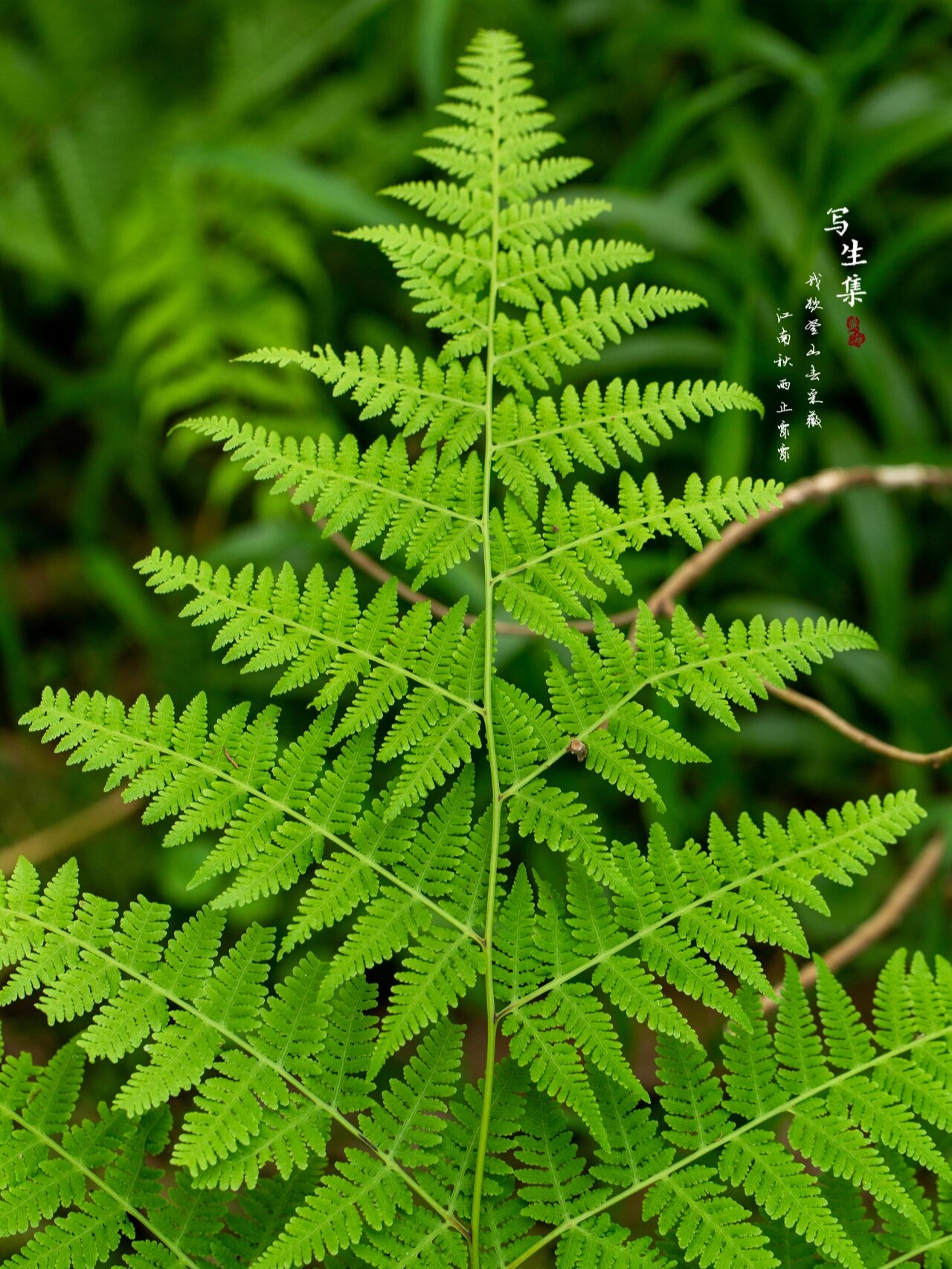 针毛蕨(学名:macrothelypteris oligophlebia (bak.