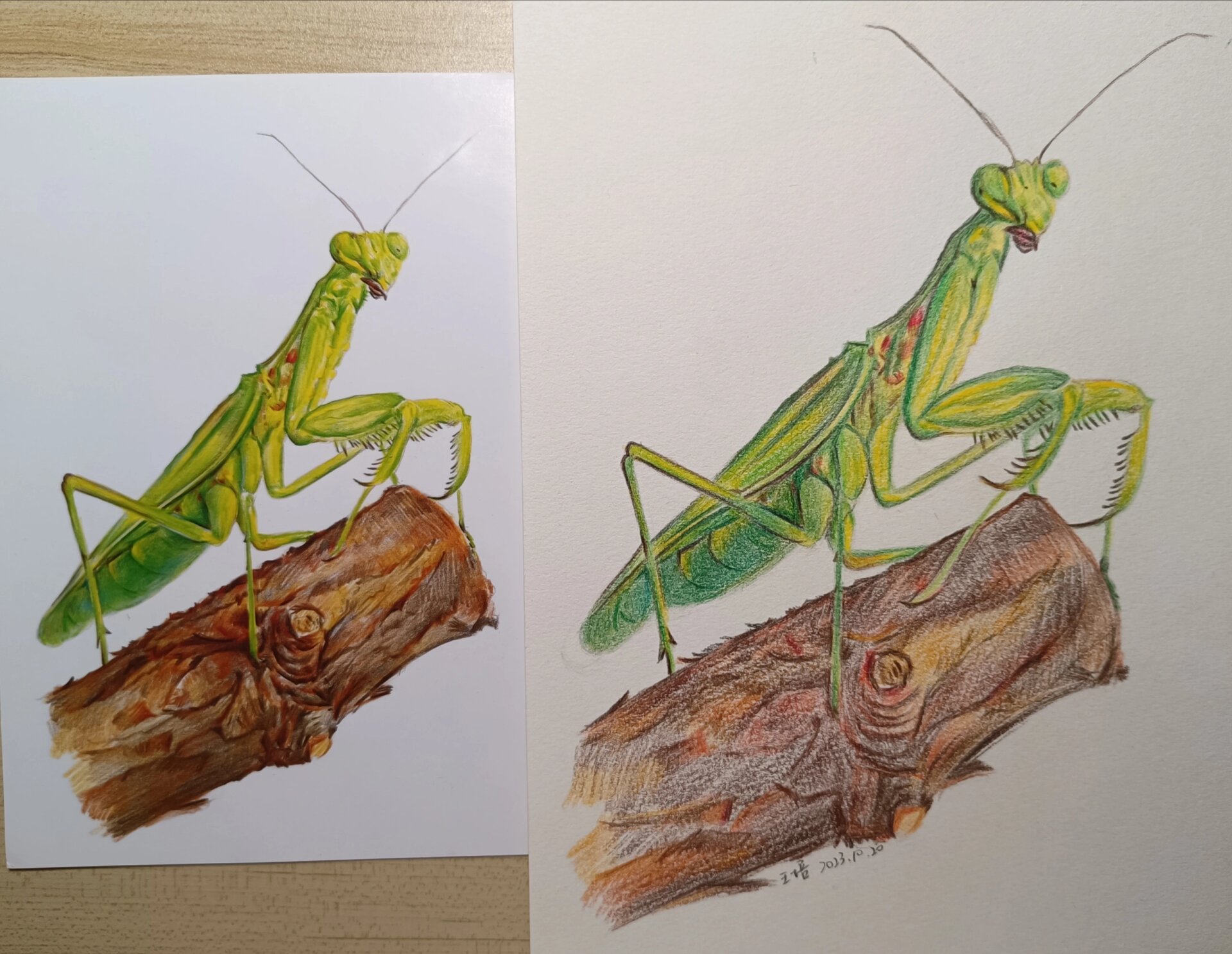 彩铅 - 螳螂 这个树干有些敷衍