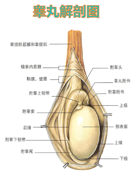 睾丸上摸着有筋一样的东西可能是正常结构,也可能是精索静脉曲张,睾丸