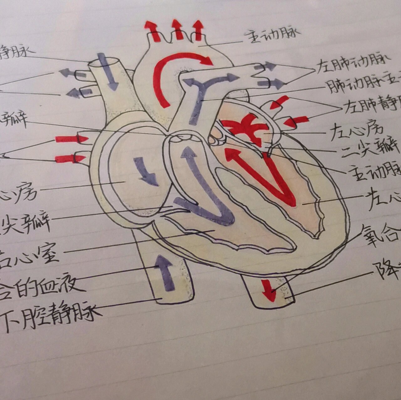 二,心的外形:心脏呈倒圆锥形,心的上部为心底,下部为心尖.