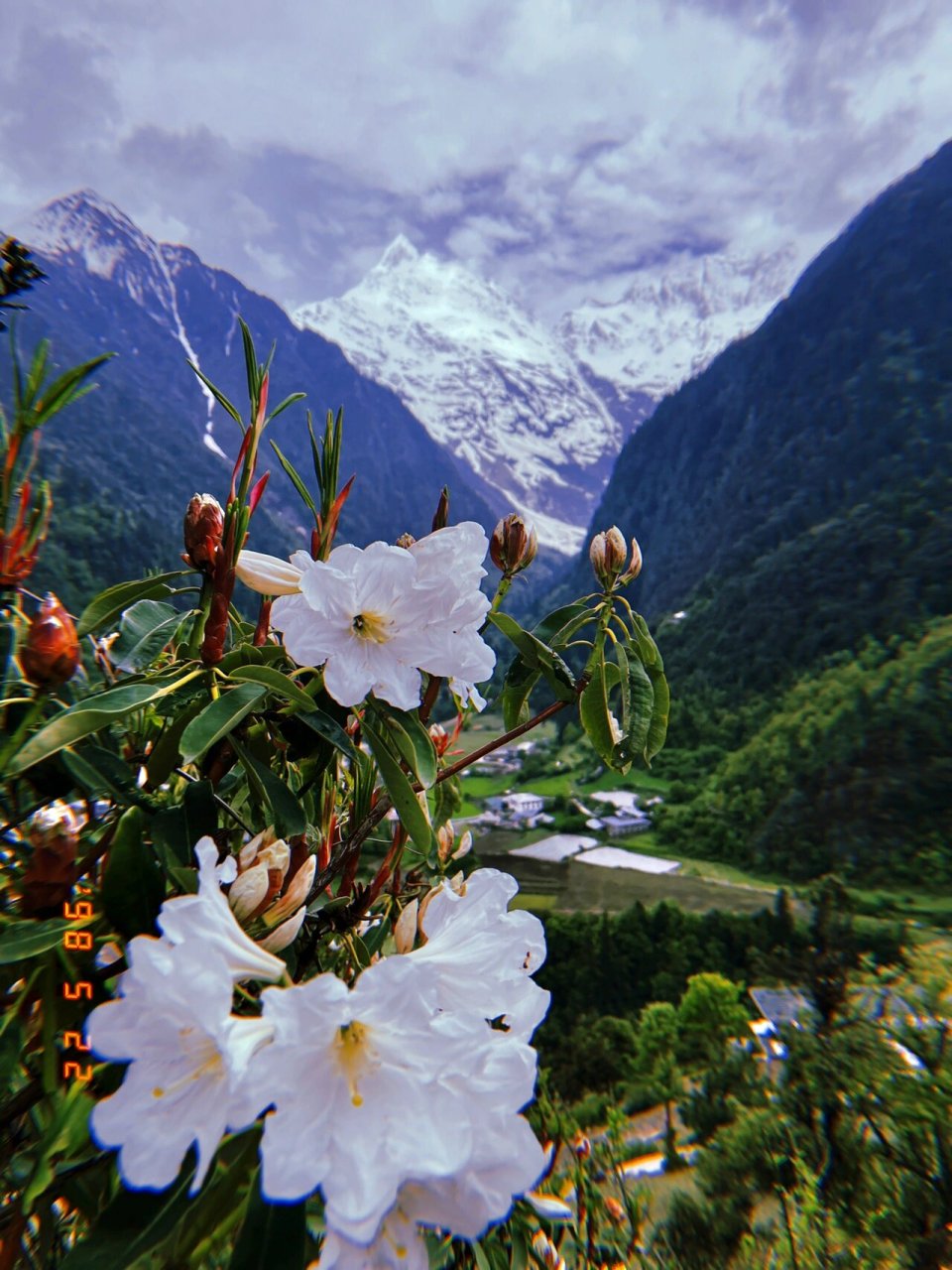 青藏高原植物大全图片图片