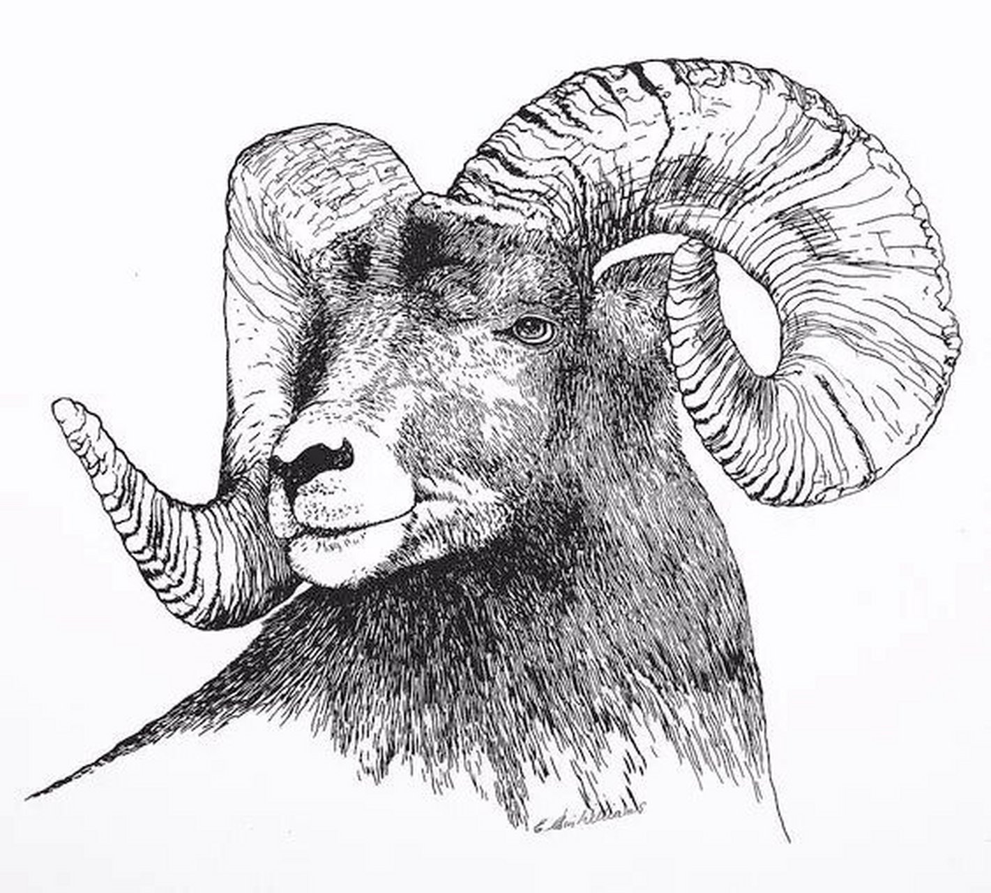 羊头素描简单图片