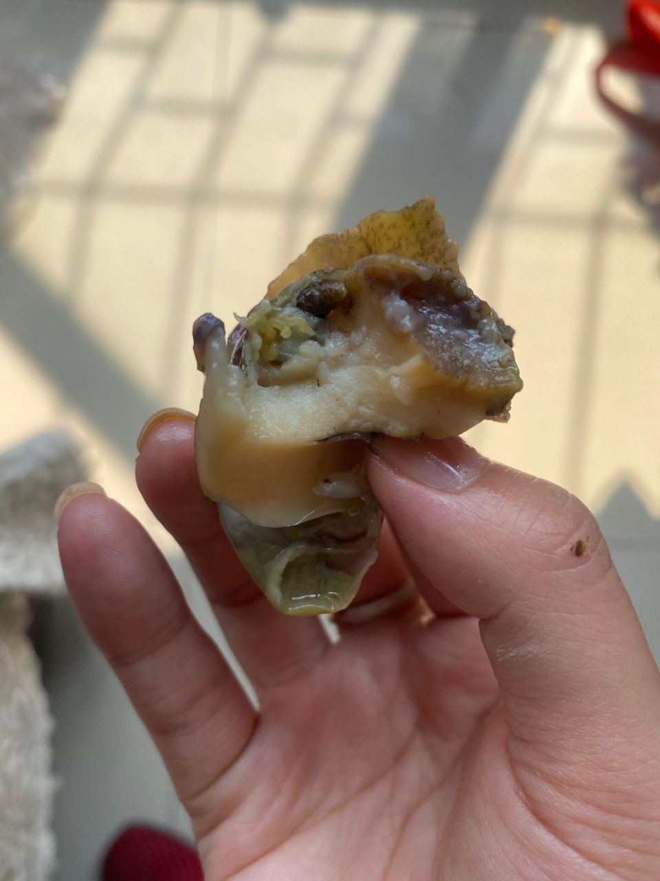 海螺里的是寄生虫吗?卖家说是籽