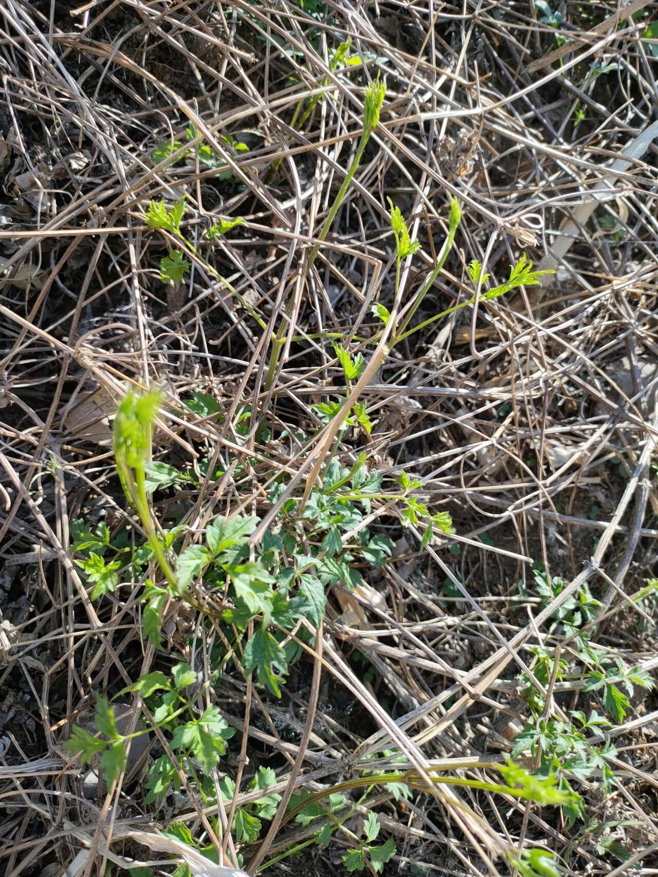 你们把这种野菜叫什么