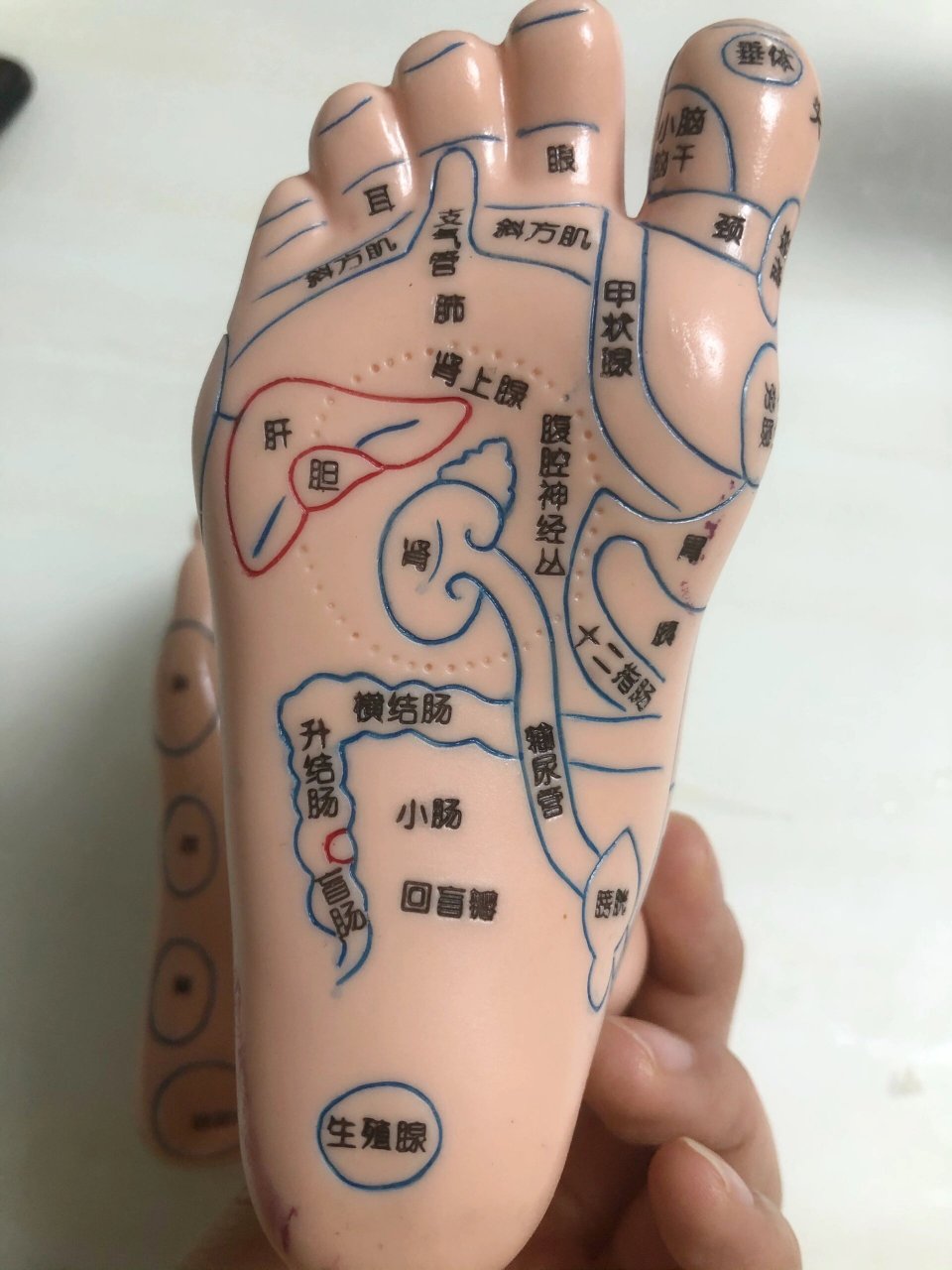 的可以收藏一下,在推拿的时候看笔记有疑问的时候可以查看一下脚膜