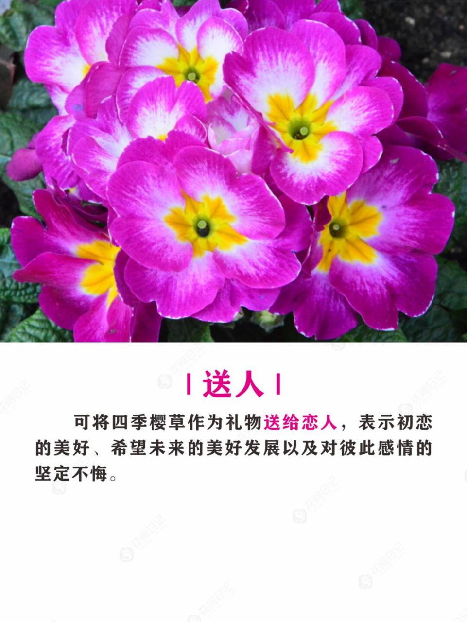 报春花简介图片