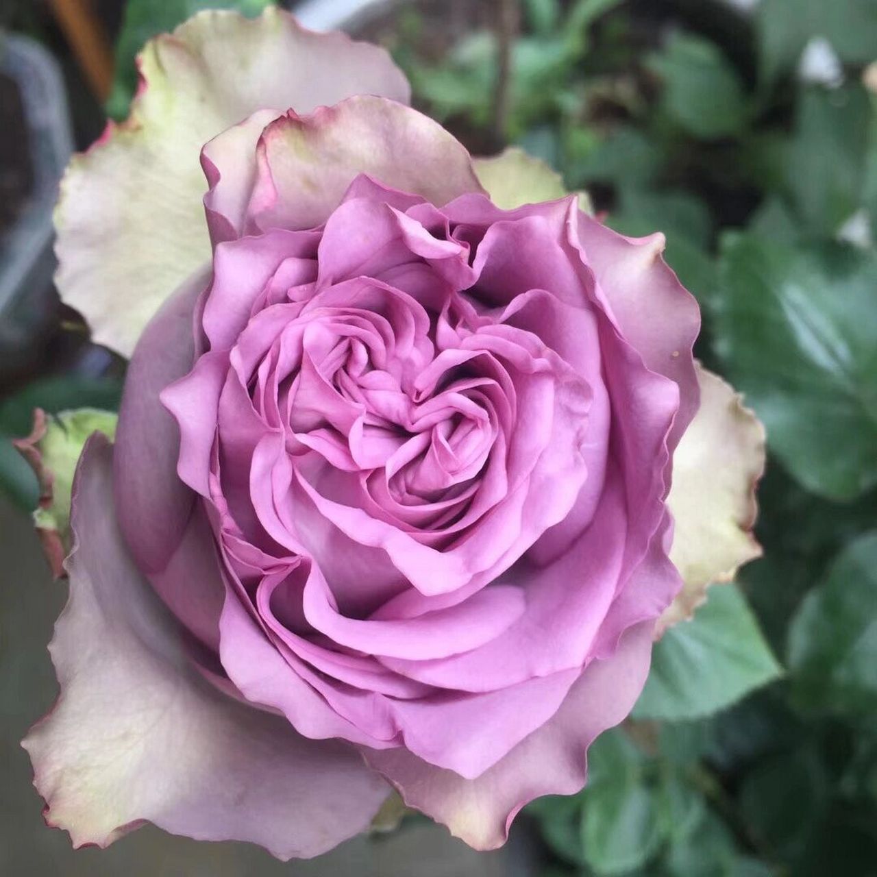 大花切花月季——多姿桃 刚入坑的时候花市买的月季,当时啥也不懂