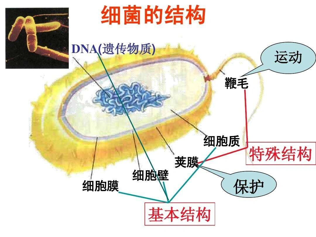 各种细菌的图片和简介图片