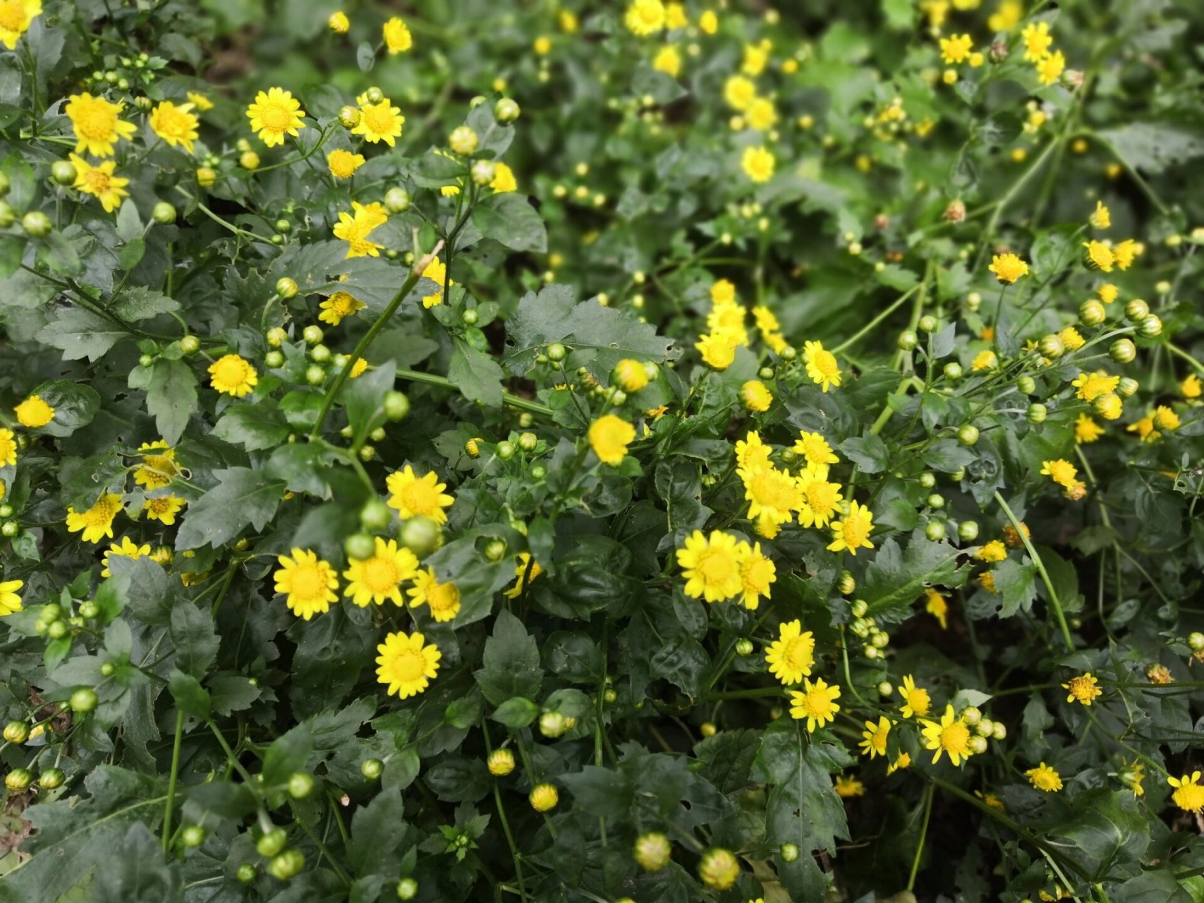 菊花脑(野菊),药食同源植物推荐 去年9月份买的菊花脑种子,撒播在除过