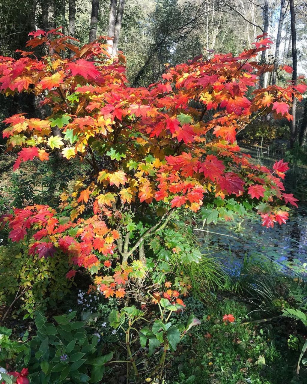 枫树品种介绍-葡萄叶 枫树品种:葡萄叶 拉丁文:acer japonicum viti