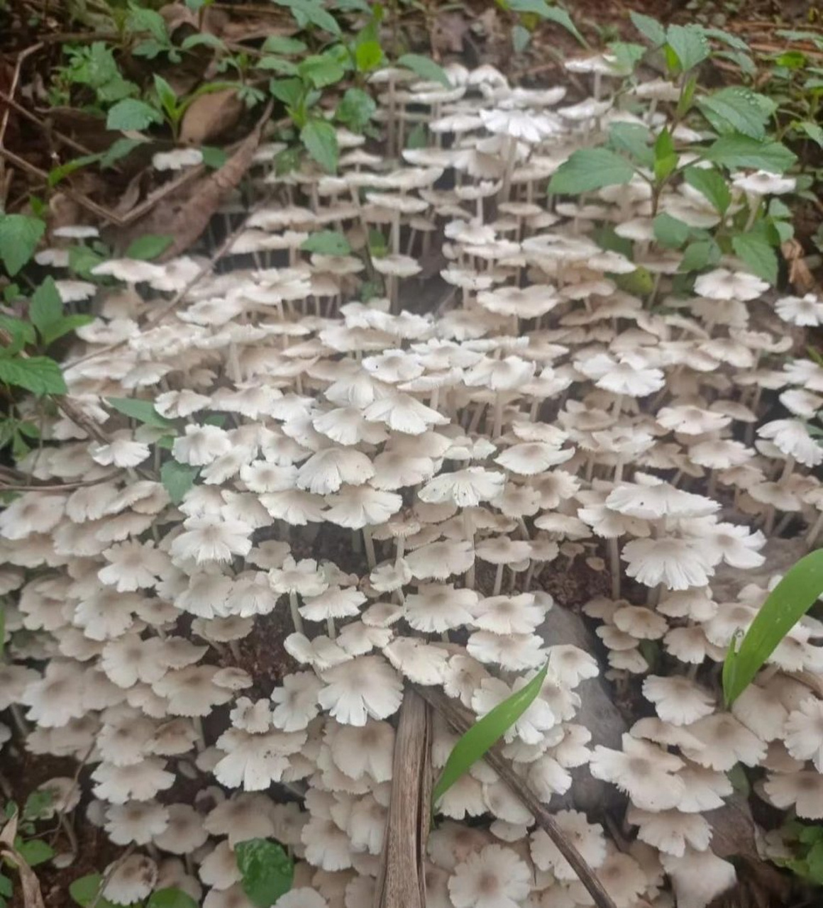 采茶累时路边休息,发现了好多这种白色的蘑菇,听说是鸡枞,我还要什么