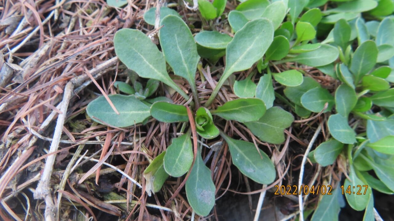 菥蓂,十字花科一年生草本植物,春季野花 也叫遏蓝菜,江浙一带叫罗汉菜
