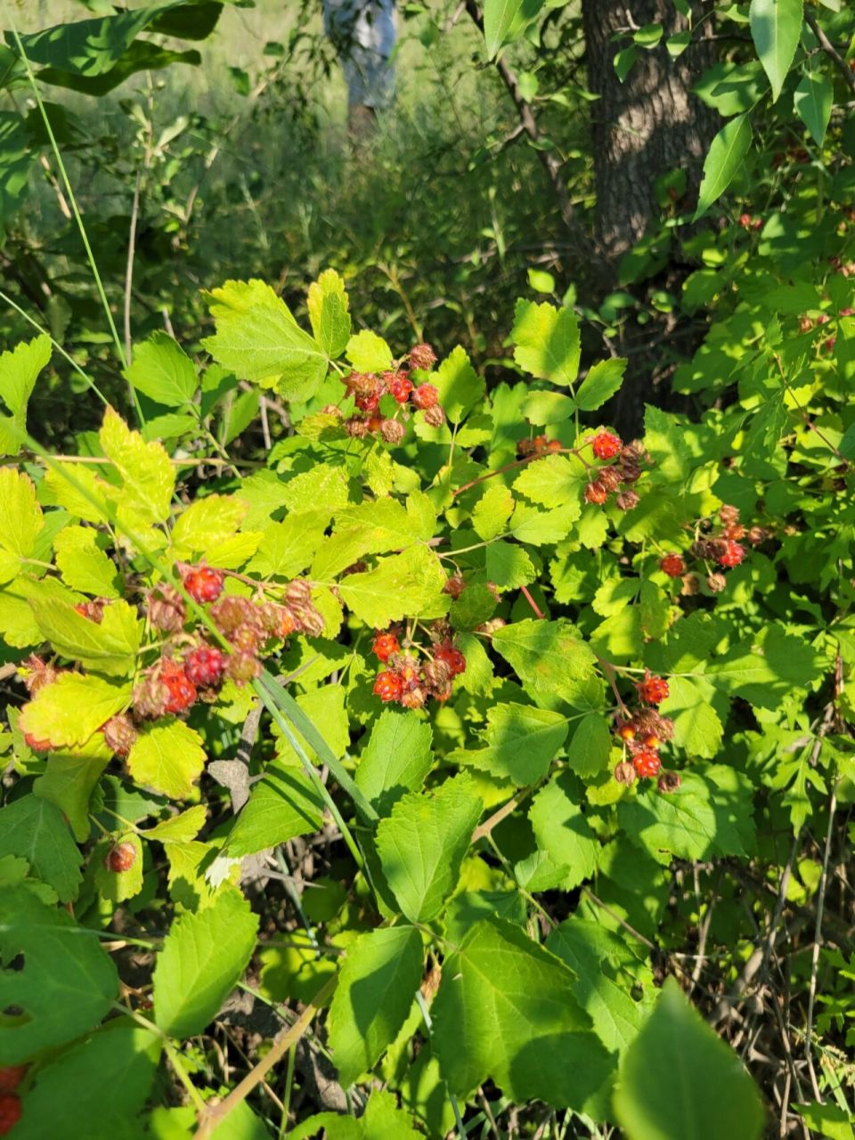 野果 蛇猛子 蛇梅子 夏天山上的一种小野果,有点像树莓.