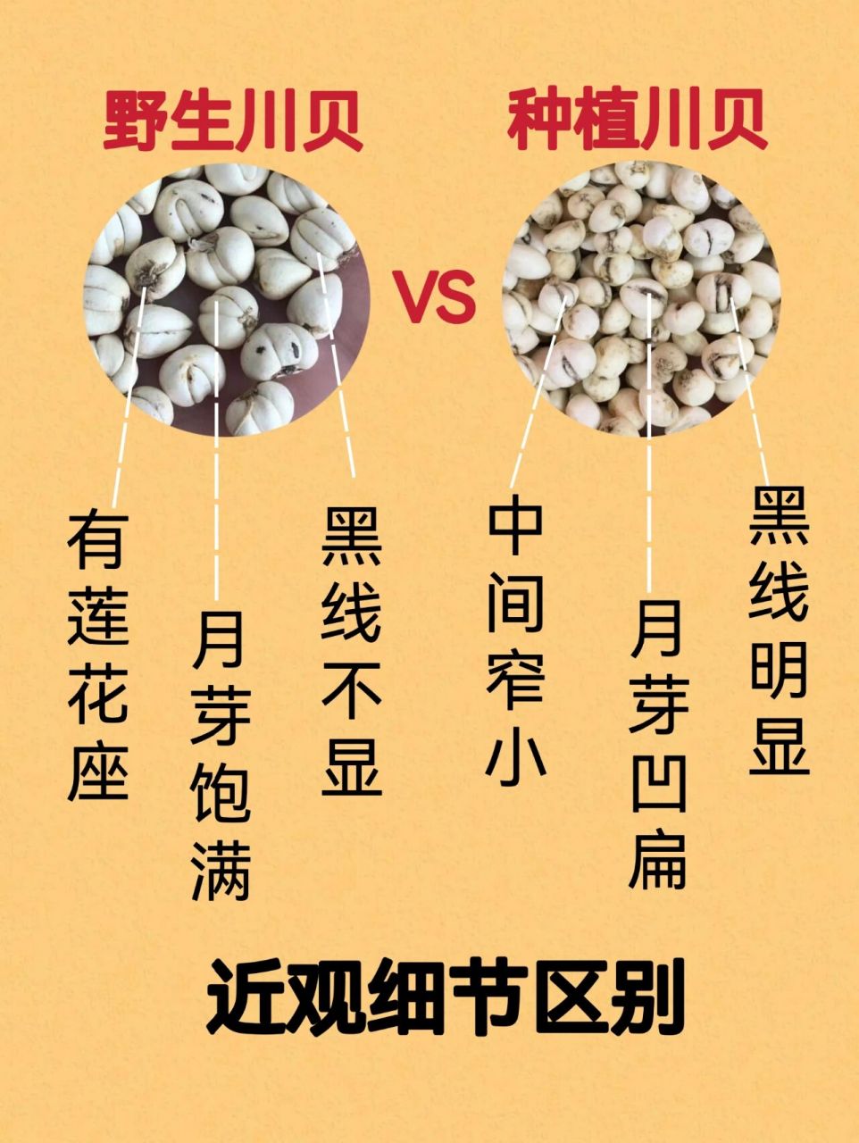 滋补区分✅市面常见的3⃣款川贝 🌈川贝以四川产地而出名又叫平