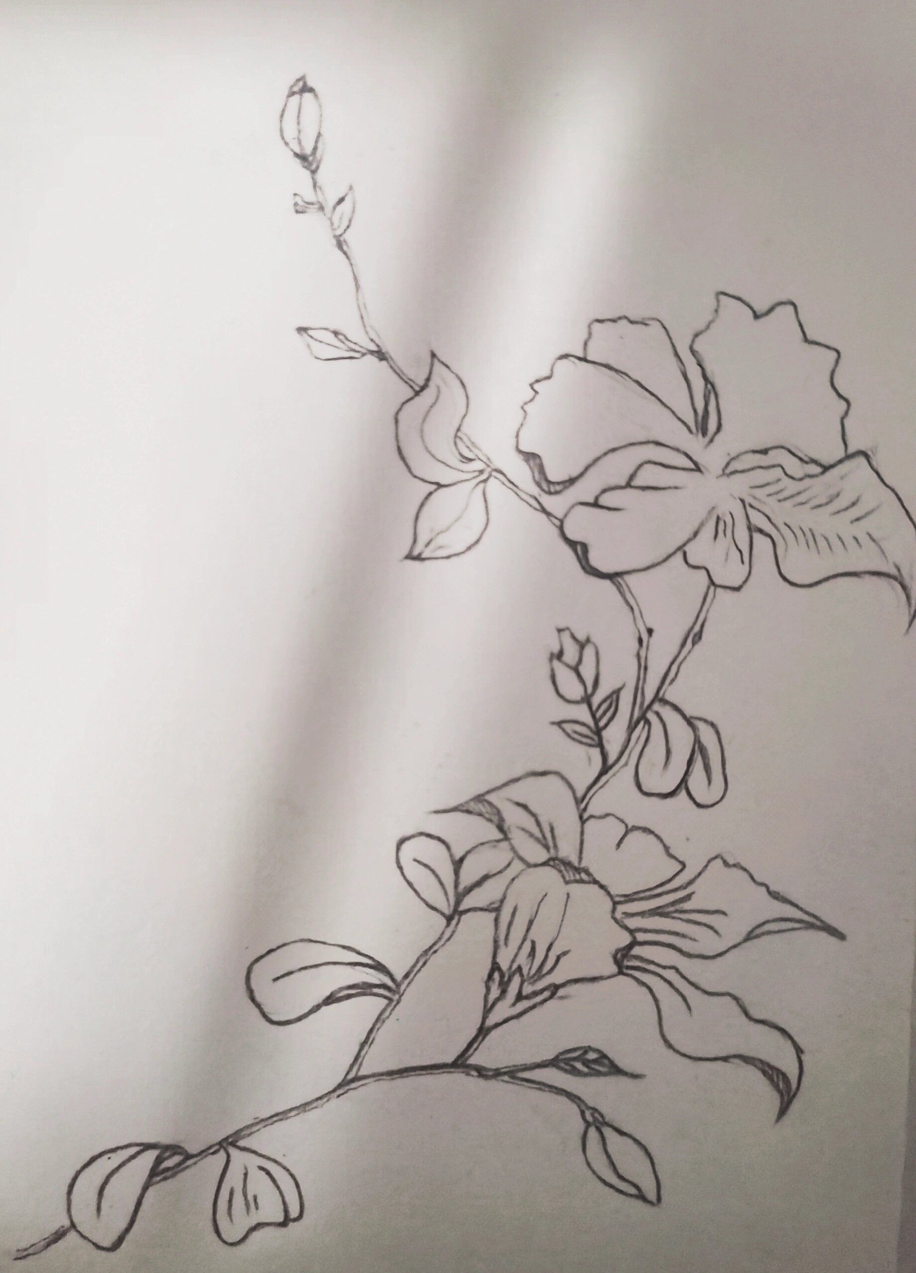 简笔画花卉76615-紫荆花