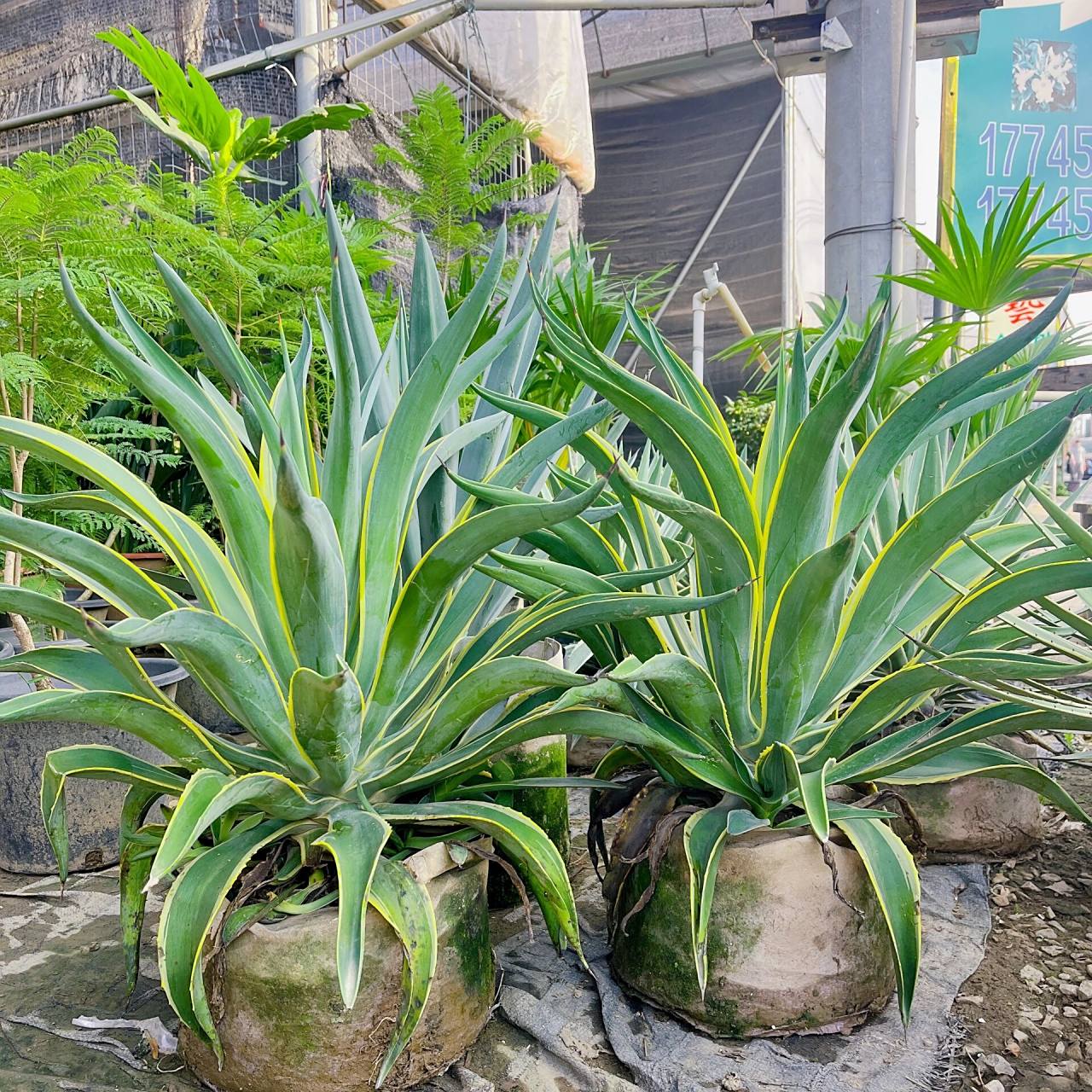 龙舌兰 龙舌兰为石蒜科植物 龙舌兰(agave americana l.)的叶.
