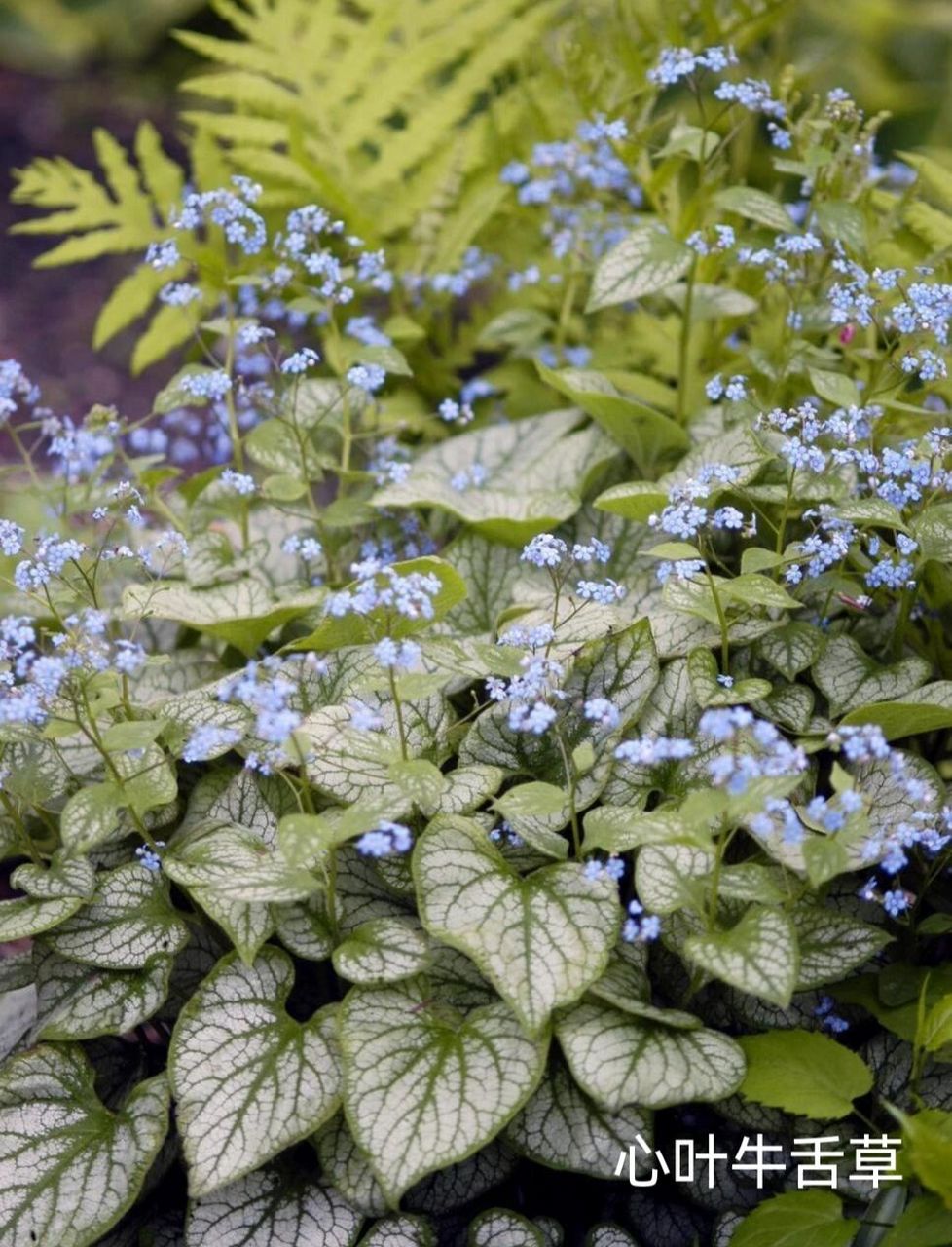 北方耐阴花园植物推荐(二) 接上篇～～ (1)铁筷子:也称"圣诞玫瑰",在